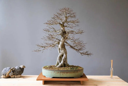 Malattie del Bonsai: Come Riconoscerle, Prevenirle e Combatterle con il Substrato Giusto