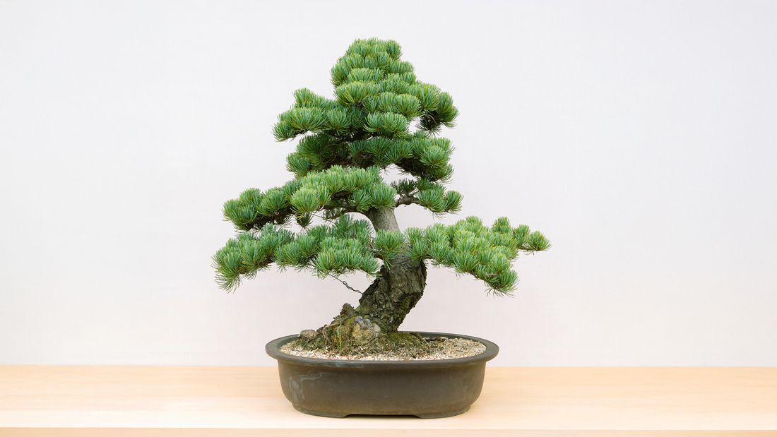 Le Migliori Conifere per il Bonsai: Quali Scegliere e Come Coltivarle