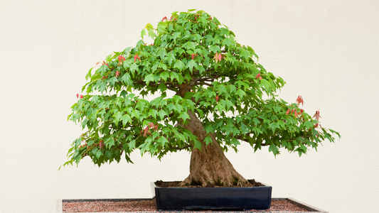 Le Migliori Latifoglie per il Bonsai: Quali Scegliere e Come Coltivarle
