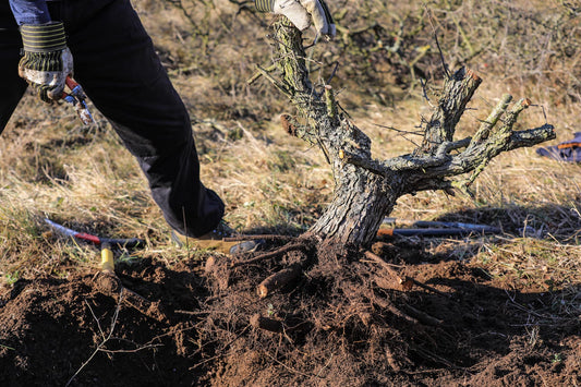 Pre-Bonsai e Yamadori: La Cura e l’Arte della Coltivazione