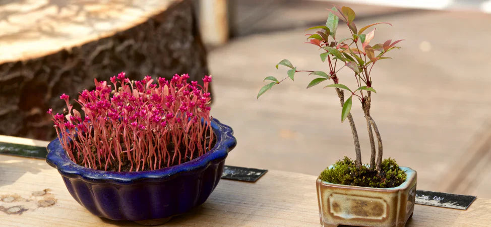 Tecniche di Propagazione del Bonsai: Talee, Margotta e Semi