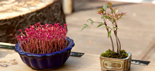 Tecniche di Propagazione del Bonsai: Talee, Margotta e Semi
