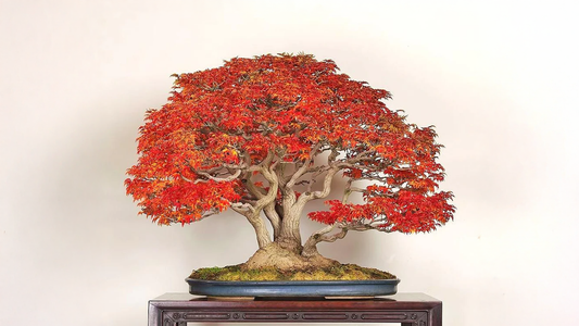 Acer Palmatum: Tutte le Varietà del Re dei Bonsai