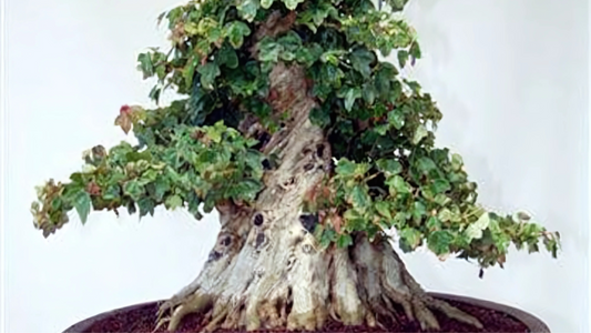Fusione dei Tronchi nel Bonsai: Tecnica, Benefici e Applicazione