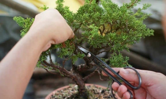 Tecniche di Potatura del Bonsai: Come Modellare il Tuo Albero in Miniatura