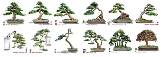 Gli Stili Bonsai: Guida Completa ai Principali Stili di Coltivazione