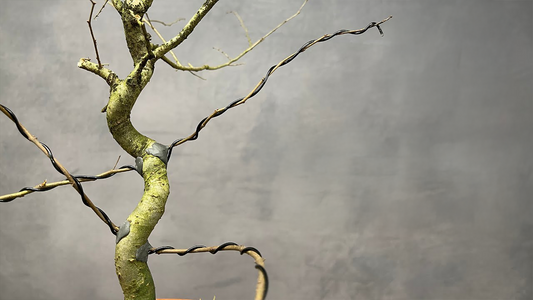 Innesto a Foro Passante: Cos’è, Come Funziona e Quando Utilizzarlo nei Bonsai