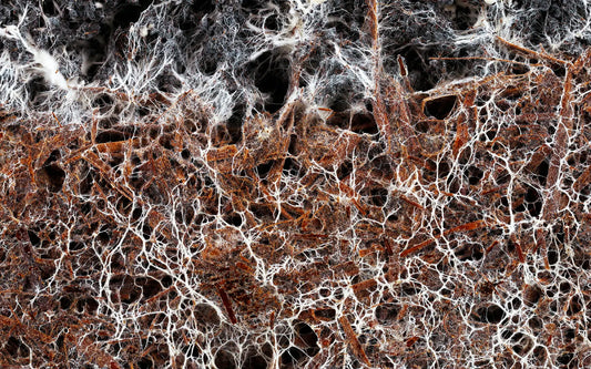 Il Ruolo delle Micorrize nella Cura del Bonsai: Un Alleato Naturale per la Crescita