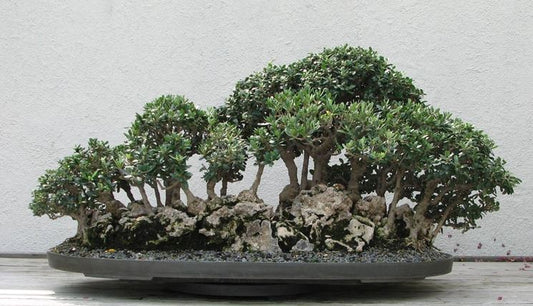 Bonsai con Essenze Autoctone Italiane: Perché Sceglierle e Come Coltivarle