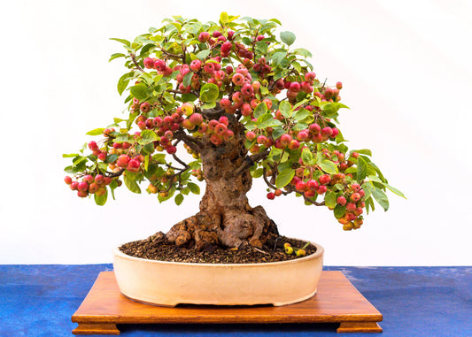 Le Migliori Piante da Frutto per il Bonsai: Quali Scegliere e Come Coltivarle