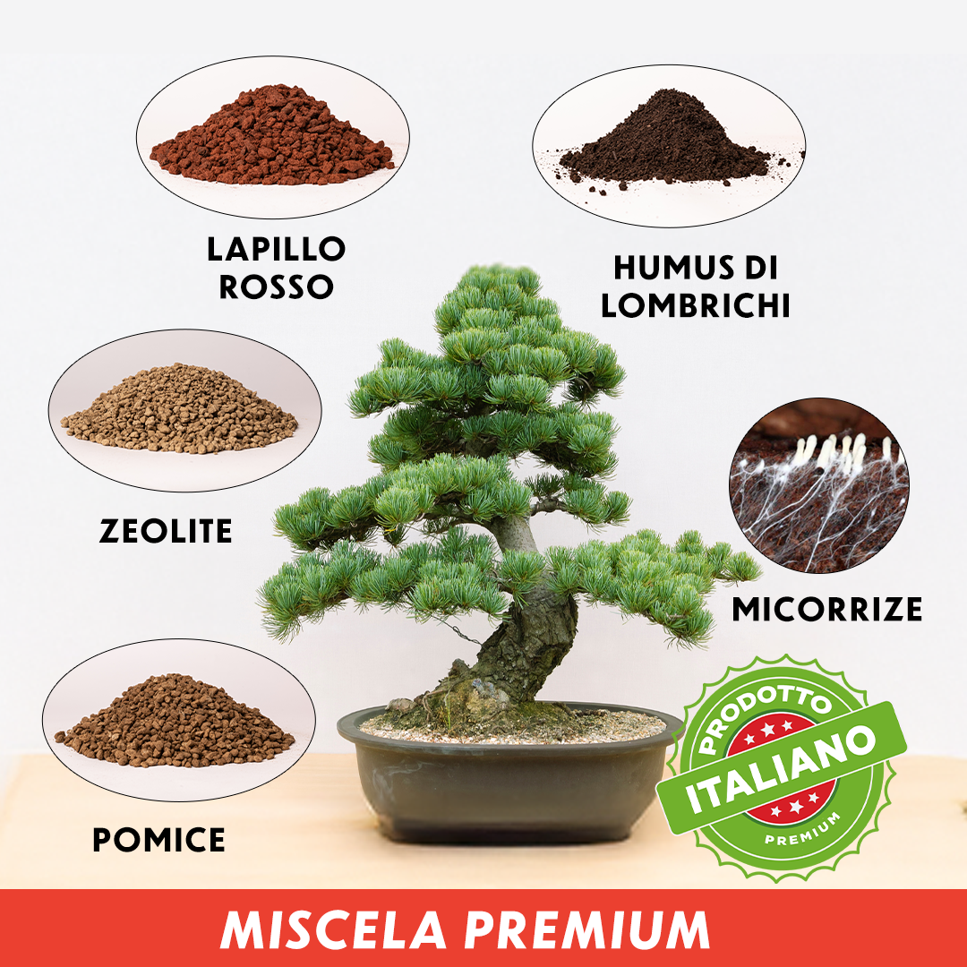 Probonsai Vulcano – Substrato Granulare per Bonsai | Drenaggio Perfetto e Radici Sane | Con Pomice, Lapillo, Zeolite, Humus e Micorrize | Pronto all’Uso | 5L