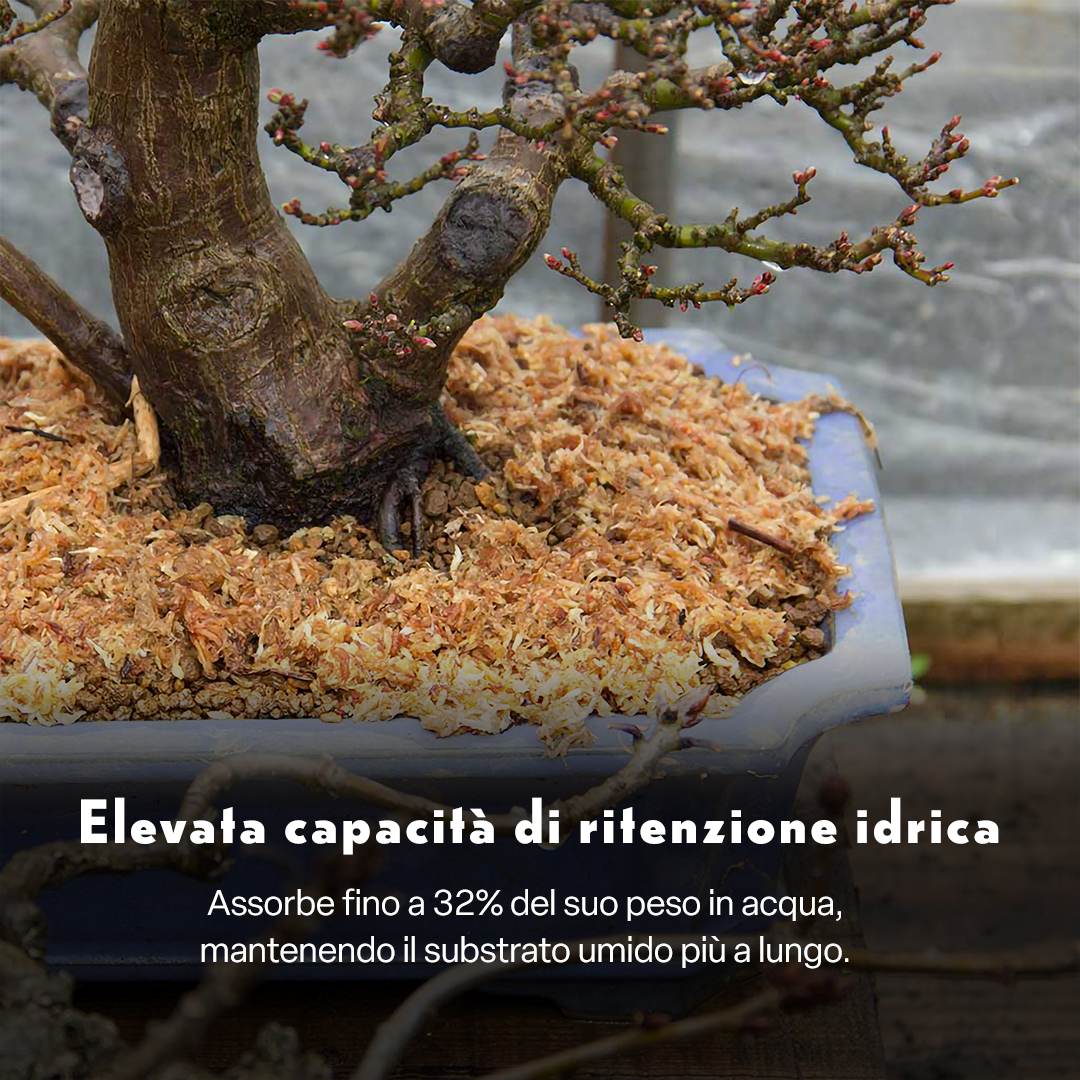 FAUNO – Sfagno Naturale per Bonsai | Sphagnum subnitens di Alta Qualità | Elevata Ritenzione Idrica e Isolamento Termico | Ideale per Copertura del Terreno e Propagazione | Confezione da 100 g