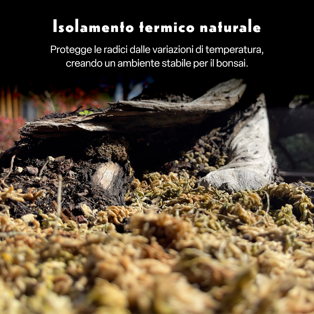FAUNO – Sfagno Naturale per Bonsai | Sphagnum subnitens di Alta Qualità | Elevata Ritenzione Idrica e Isolamento Termico | Ideale per Copertura del Terreno e Propagazione | Confezione da 100 g