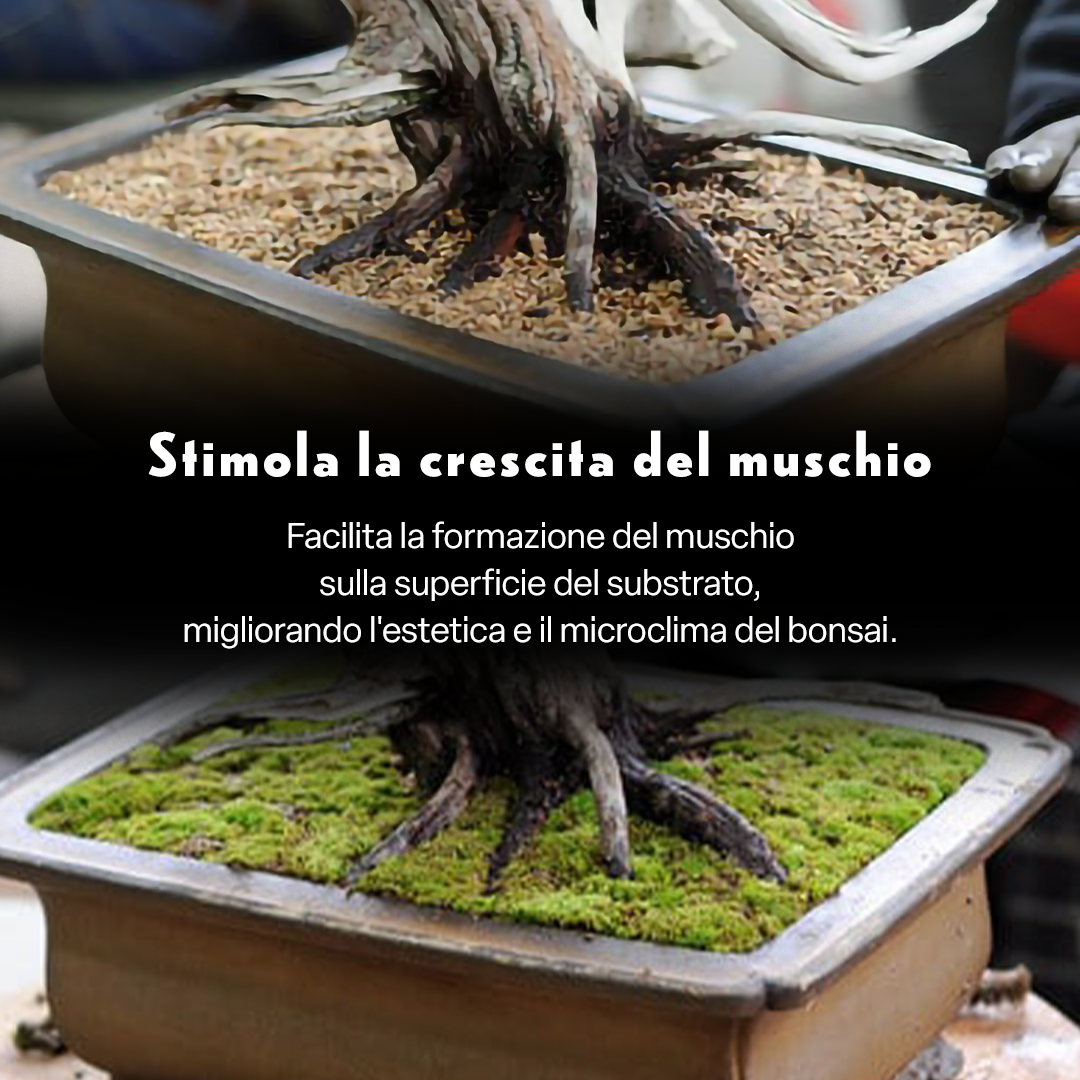 FAUNO – Sfagno Naturale per Bonsai | Sphagnum subnitens di Alta Qualità | Elevata Ritenzione Idrica e Isolamento Termico | Ideale per Copertura del Terreno e Propagazione | Confezione da 100 g