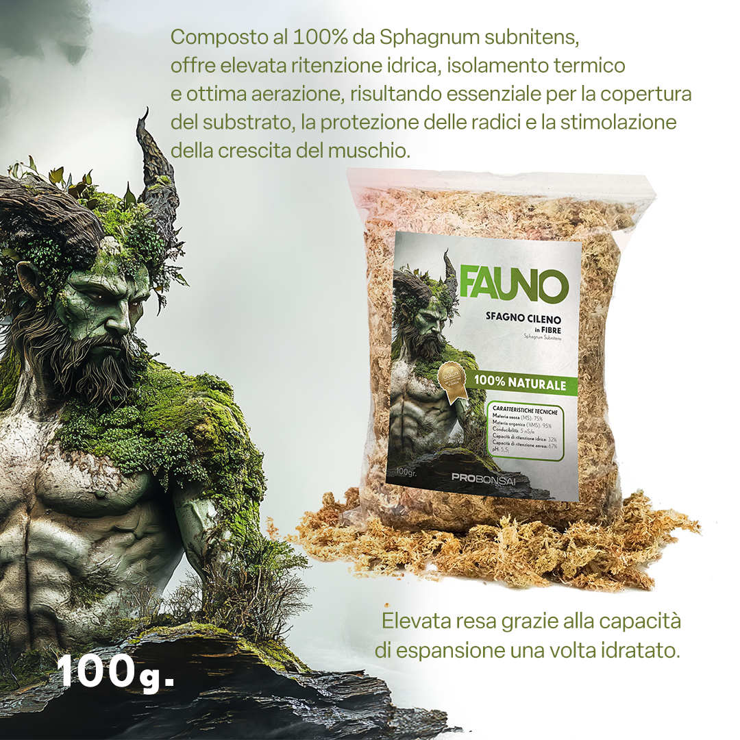 FAUNO – Sfagno Naturale per Bonsai | Sphagnum subnitens di Alta Qualità | Elevata Ritenzione Idrica e Isolamento Termico | Ideale per Copertura del Terreno e Propagazione | Confezione da 100 g