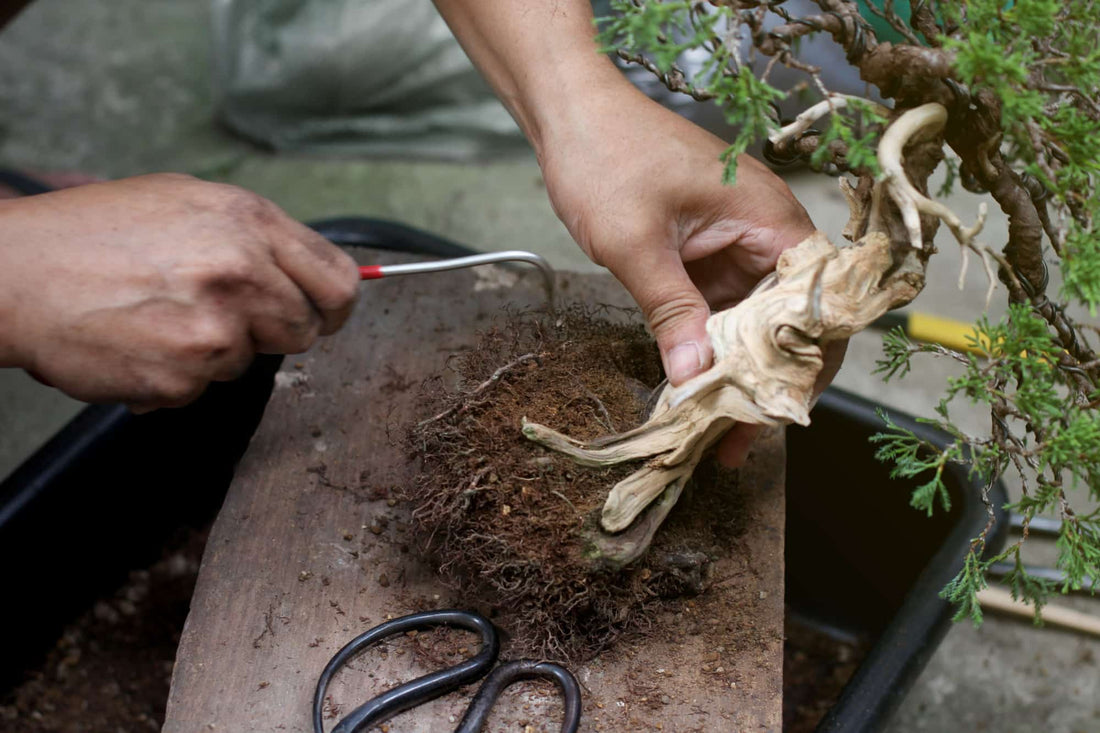 Come Fare il Rinvaso di un Bonsai: Tecnica e Passaggi Essenziali