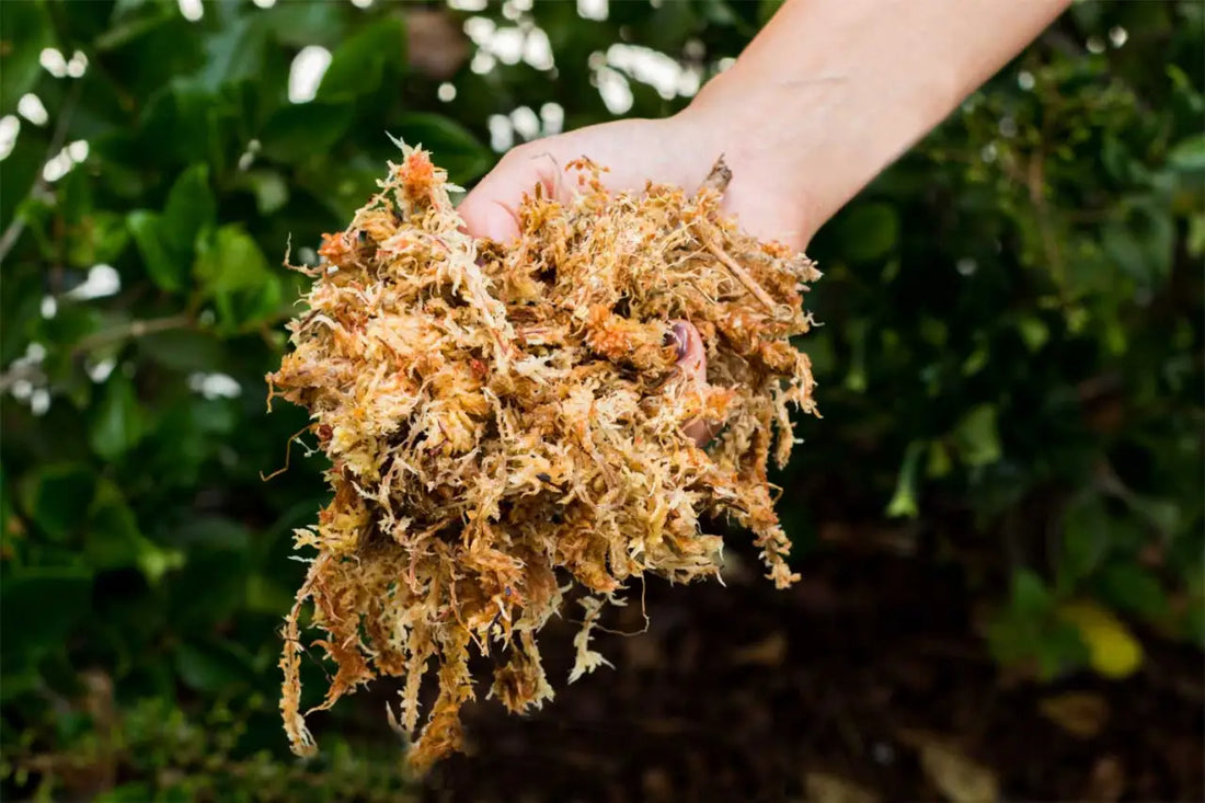 Lo Sfagno come Pacciamatura nel Bonsai: Un Alleato Naturale per la Salute delle Radici