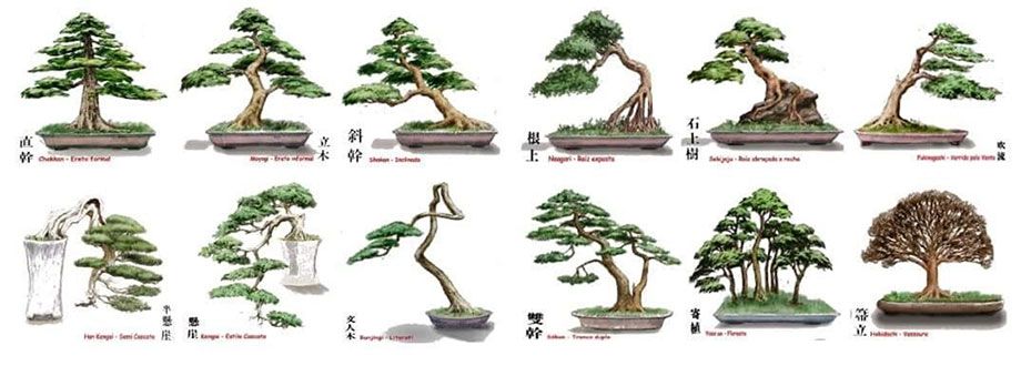 Eretto formale (Chokkan) Eretto informale (Moyogi)  Inclinato (Shakan)  Cascata e Semi-Cascata (Kengai ; Han-KengaiZattera (Ikadabuki)